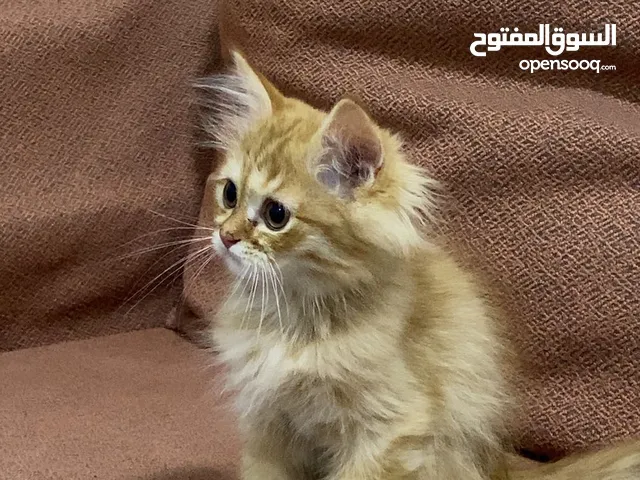 قطة شيرازية للبيع