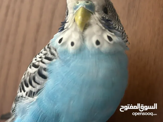 طائر حب نادر أليف A rare love bird