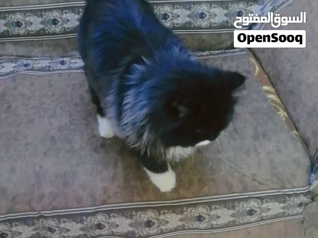 قط باندا للتبني عمر 5 أشهر ذكر لعوب ومتعلم على كل شيء ملقح مع دفتر لقاح مع لتر بوكس