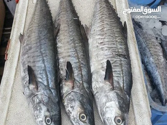 مشروع بيع الأسماك في سوق صحار اذا جاد تصل ما جاد لا تواصل وتعور راسنا