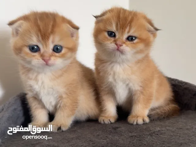 قطط سكوتش فولد وستريت