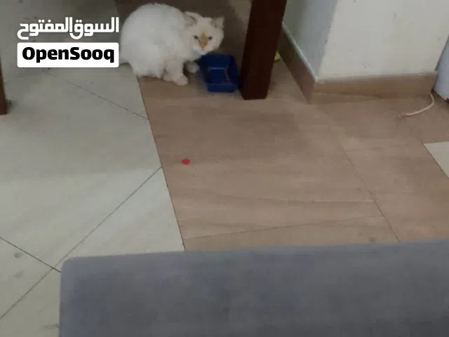 قط هملايا تركي ذكر اليف للتبني