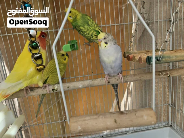 2pair budgies and 1 love bird
