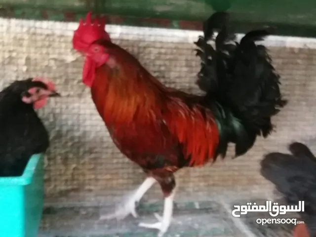 ديك و دجاجتين للبيع