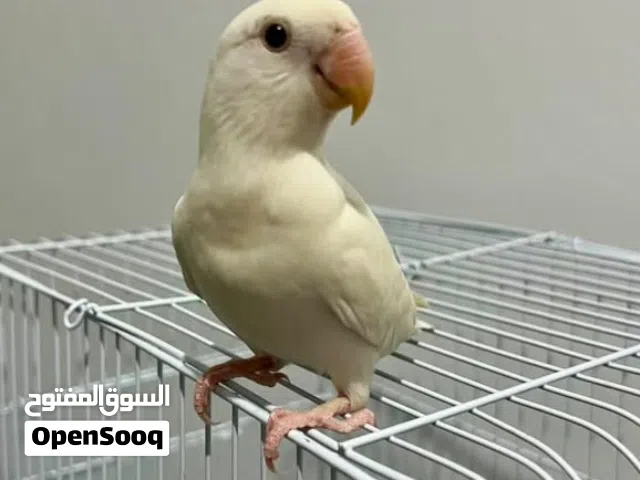 عصفور البركديلو مروض ترويض فل لعوب ومرح