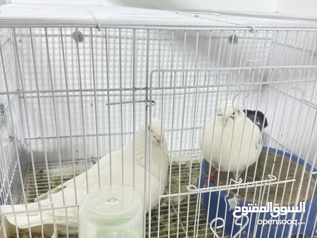 Breeding Piar Pigon with cage