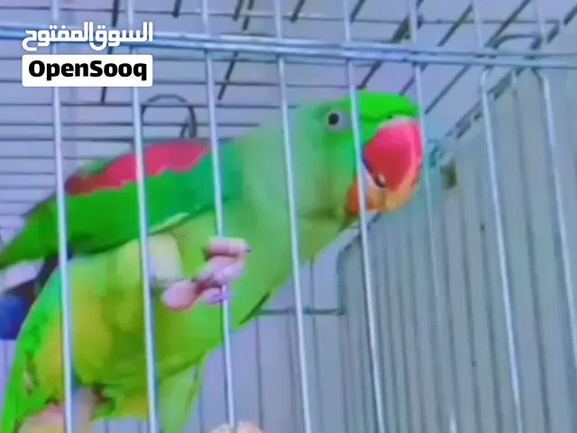 انثي كاساندرا  طيره صحه و نضافه متكلمه اليفه يوجد مشلكه اصابع اجرها لكن مو مؤثر