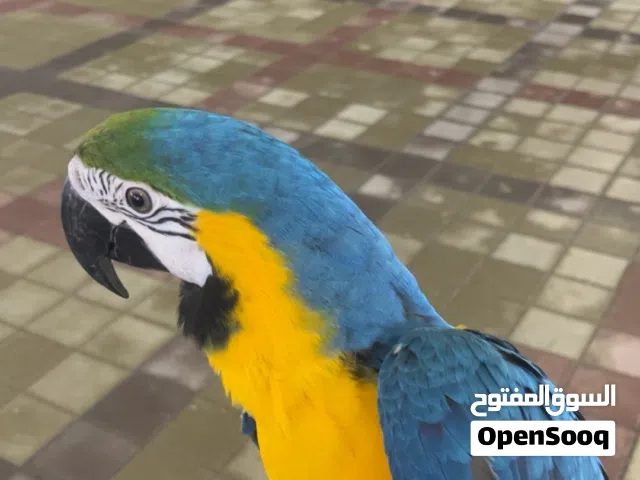 Macaw blue and gold Friendly & talks