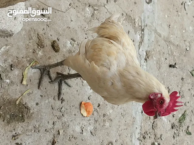 ديج عرب أبيض سعر 10 الاف
