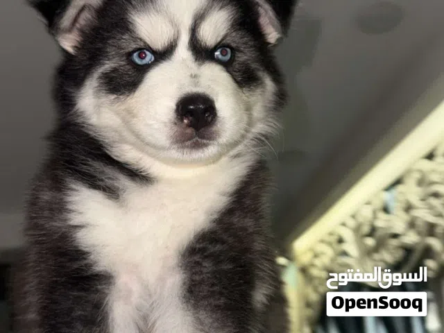 Husky dogs  كلاب هاسكي