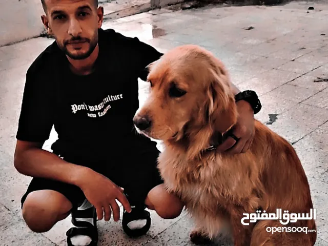 كلب لتزواج