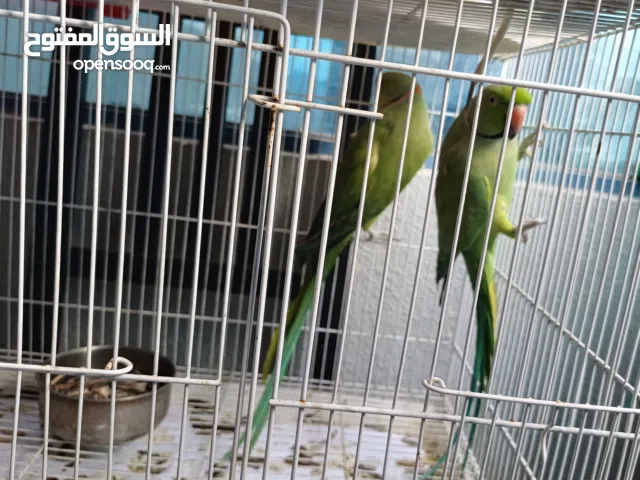 2 Green parrots