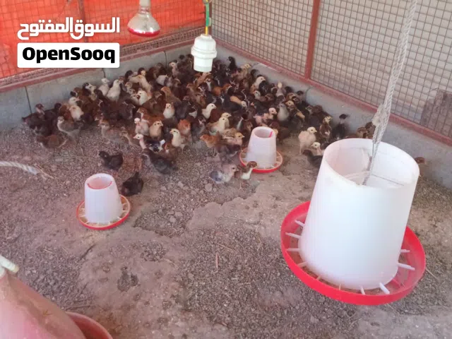 بيع كتاكت عماني  العمر 13 يوم