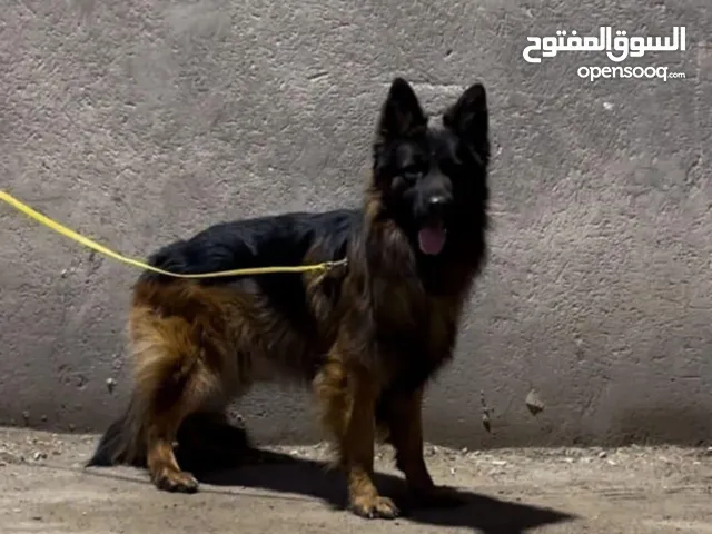 كلاب جيرمن شيبرد