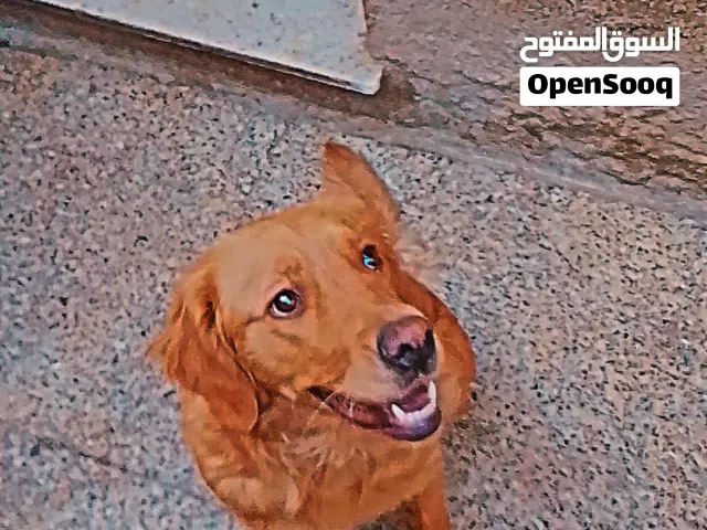 جولدن انثاي للبيع او بدل على كلب بيتبول