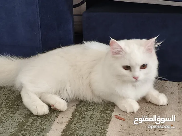 Persian  Cat  for sale