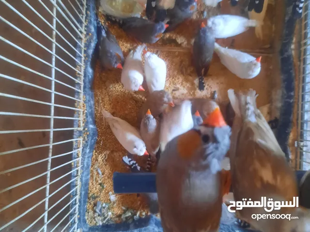 متاح 6 كوبيات زيبرا مشوشة شوشه تامة ربي يبارك
