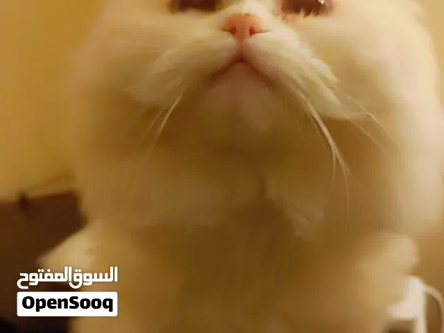 Premium Quality British & Himalayan Persian Cats Pair for Sale (with Pet Passports)