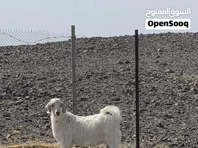 سخل مشروع فحل للبيع