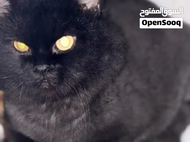 Persian cats