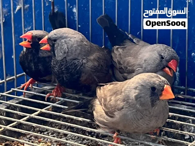 زيبرا شاركول