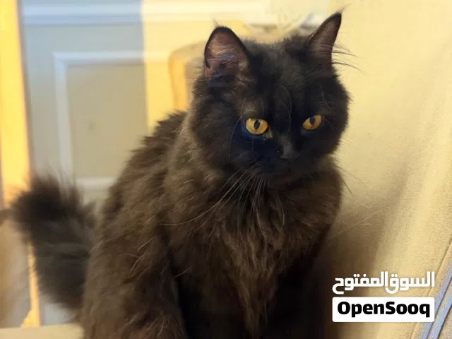 للتبني قط هملايا