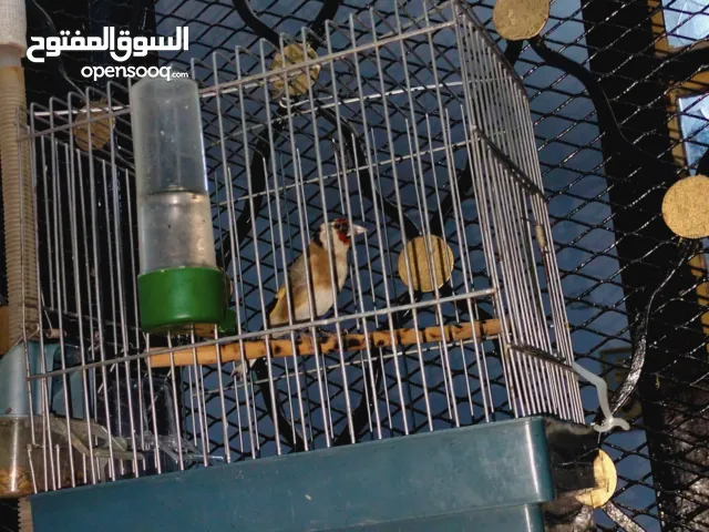 للبيع كوبلا شاردوني خلوية عندها 6 اشهر كاجا