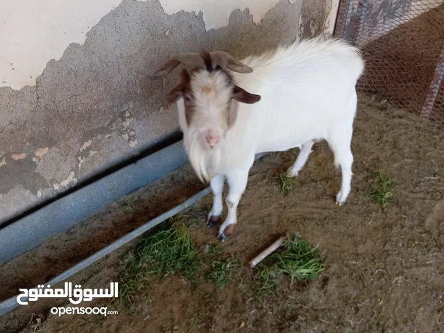 جدي كردي للبيع