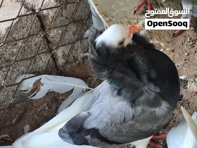 للبيع حمام الحبه ب 25