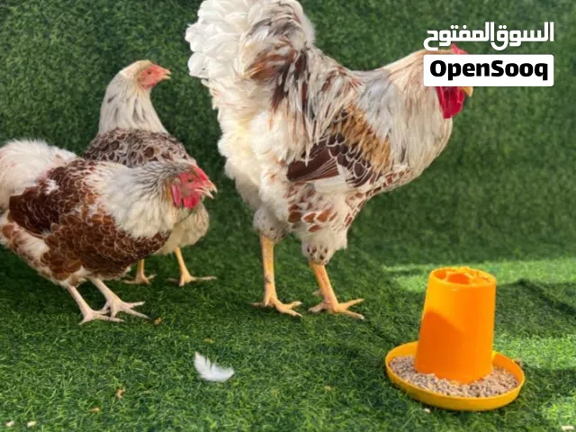 كوبيا وان دوت بركاني درجة اولي