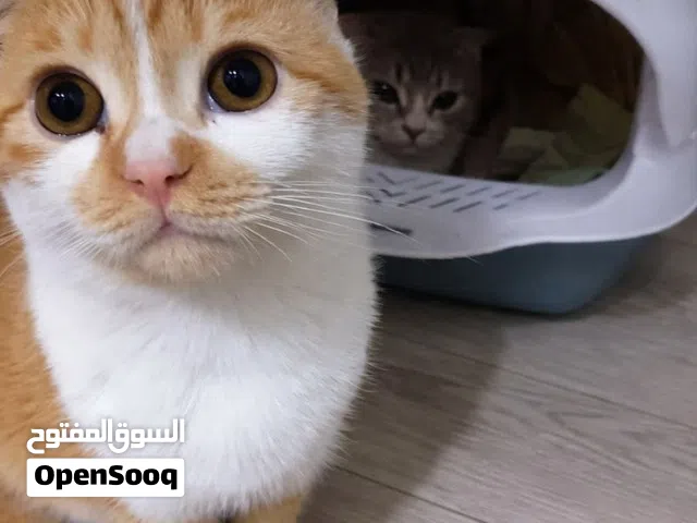 قطط سكوتش للبيع