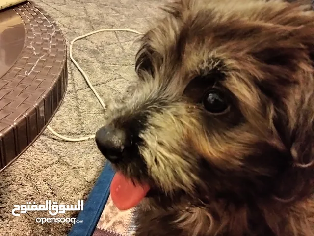 كلب زينه للبيع لعوب ومطيع وأليف ومعاه اغراض