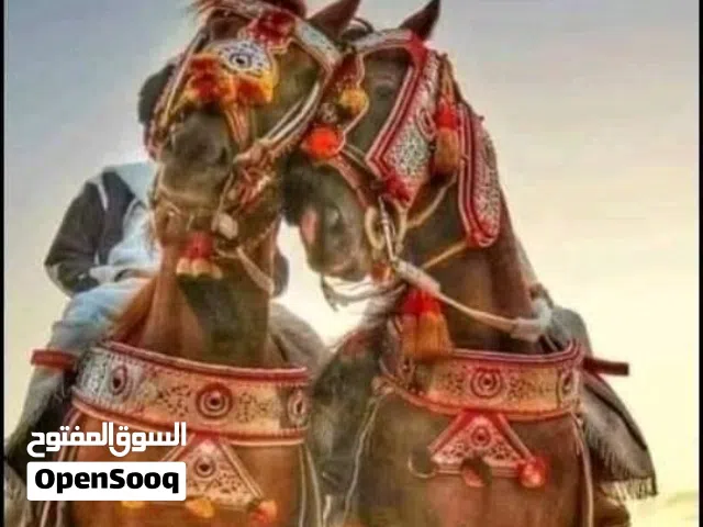 مطلوب فلو او فلوه لبيع بتقسيط شهري ضروري