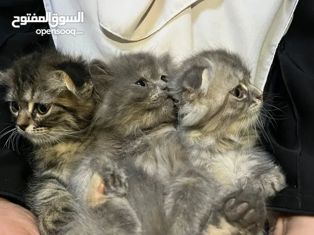 قطط سكوتش فولد مكس للبيع عدد 2 ذكر 1 انثى