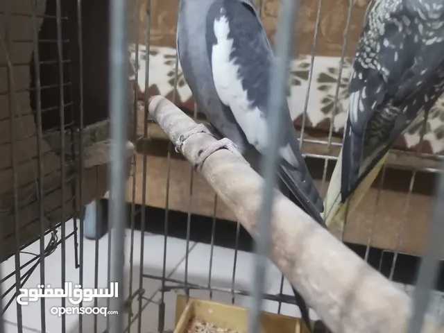 جوز كوكتيل شغالات بالصلاة على النبي مطلوب فيهم 40