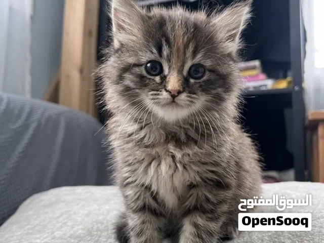 Cute & Adorable Persian Tortoiseshell kitten  قطط شيرازية لطيفة
