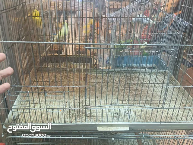 سلاكات نظاف