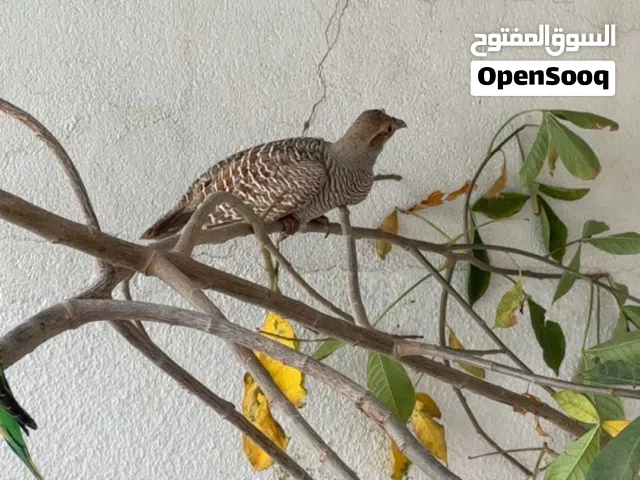 للبيع زوج صفارد عمانيه