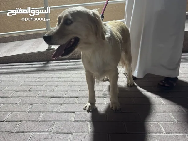 قولدن روتريفر