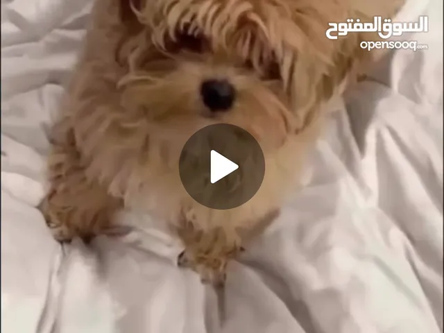 كلب مالتيبو روسي