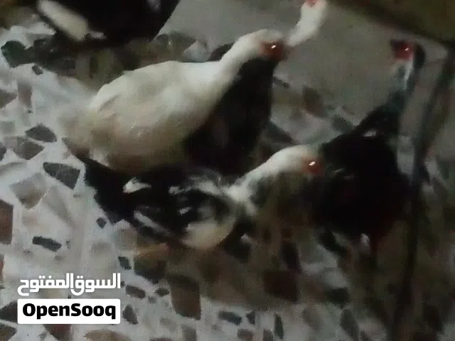 اقوال وصف بش مصري نثي فحل بياضه شوط صاحيات مكان بصره زبير