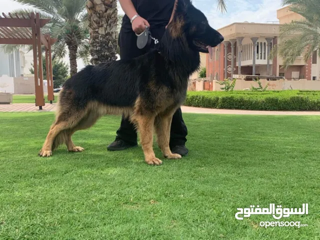 جرمن شولاين بيور