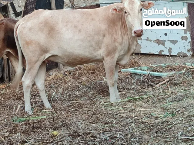 للبيع عجله عشار ماشاء الله راهيه