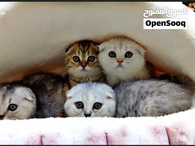 قطط سكوتش فولد سلفر شيدد بيور