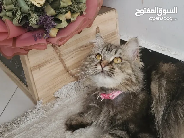 قطه انثى شيرازي للتبني