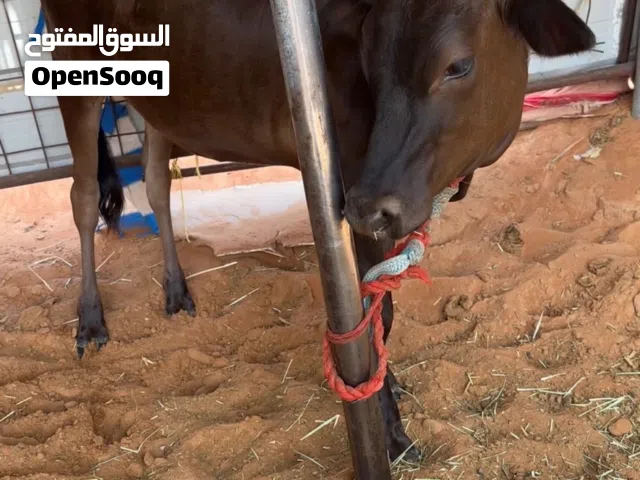 بقره العمر سنه