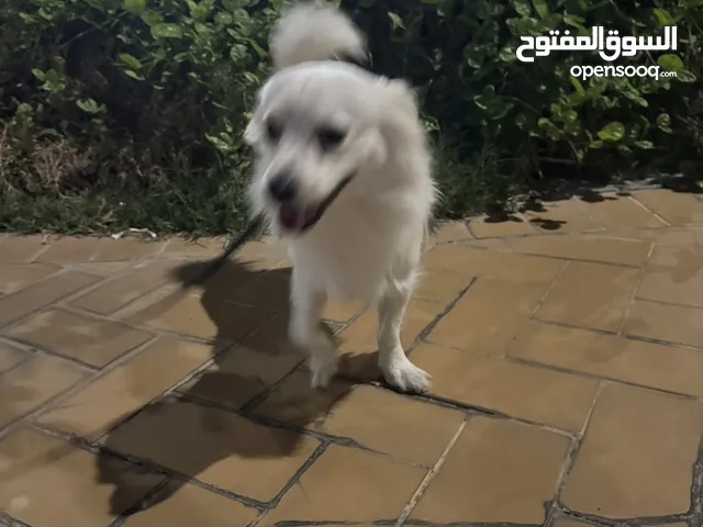 كلب مكس مالتيز مع جبانيز