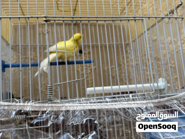 طيور كناري للبيع