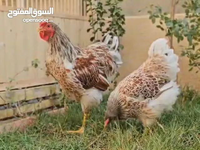 دجاج زينه امريكي  داج وايندوت