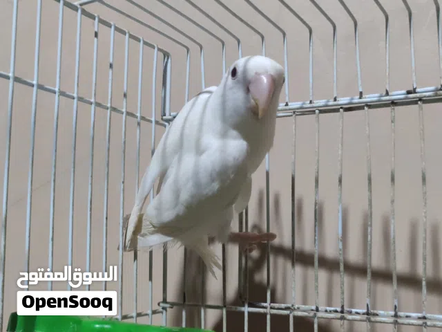 انتاية روز بينو عين حمراء للبيع